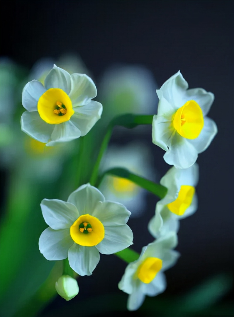 「诗词鉴赏」水仙花开迎新年，十二首水仙花的诗词，让冬天更美