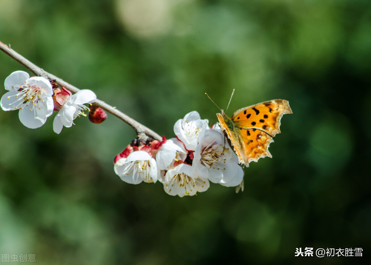 三月春风二月花，豆蔻梢头二月初，看看古诗词里的六首二月花