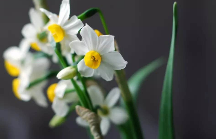 「诗词鉴赏」水仙花开迎新年，十二首水仙花的诗词，让冬天更美