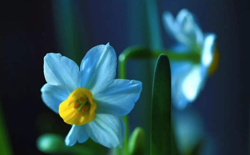 「诗词鉴赏」水仙花开迎新年，十二首水仙花的诗词，让冬天更美