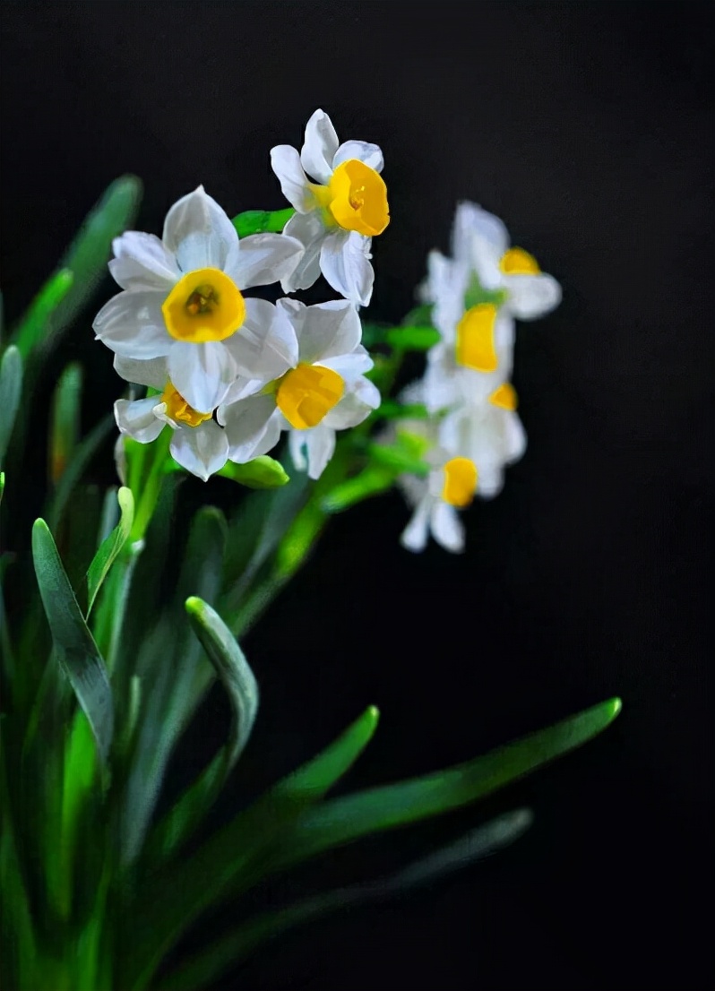 「诗词鉴赏」水仙花开迎新年，十二首水仙花的诗词，让冬天更美