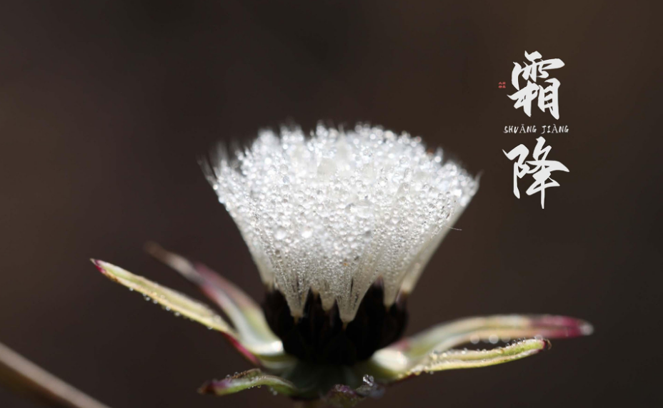 薄暮轻寒霜降近，十二首霜降的诗词，欣赏最后秋天的美景