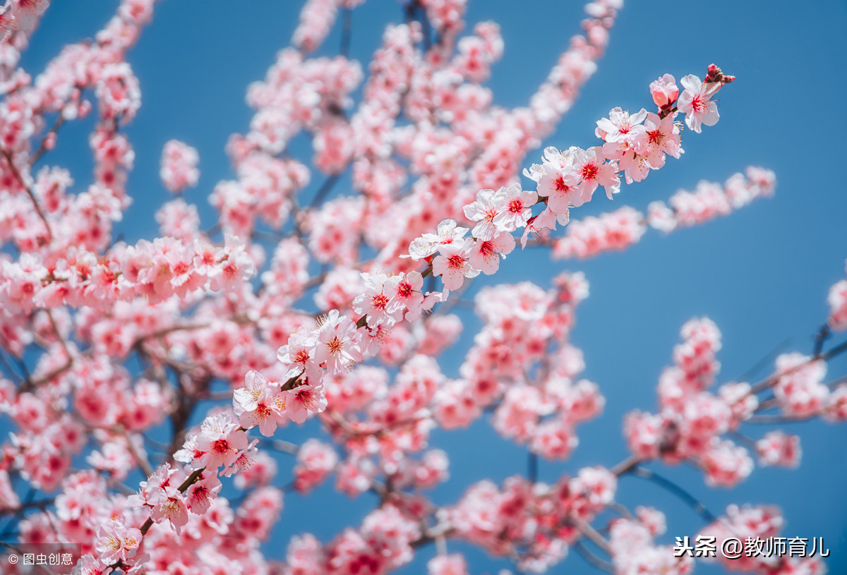 17首描写桃花的经典传世诗词，孩子<a