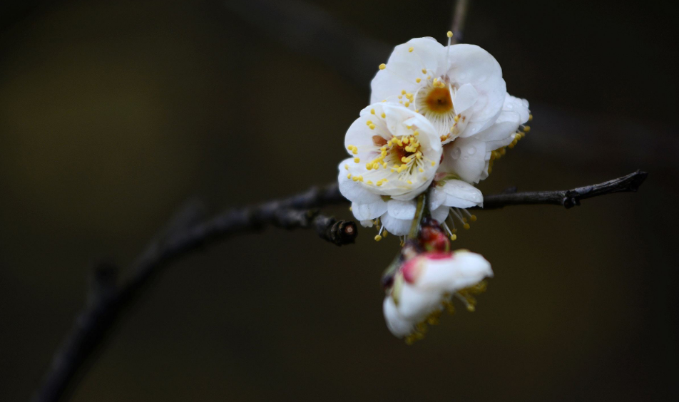 「诗词鉴赏」冬深一一开，十首梅花诗词，欣赏诗中的花中之魁