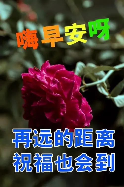 发给你一条温馨的短信，祝你清晨舒畅生活芬芳，早安