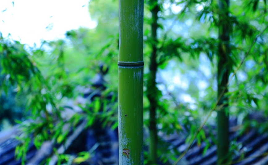 最是虚心留劲节，十五首咏竹的诗词，竹林清风，沁人心脾