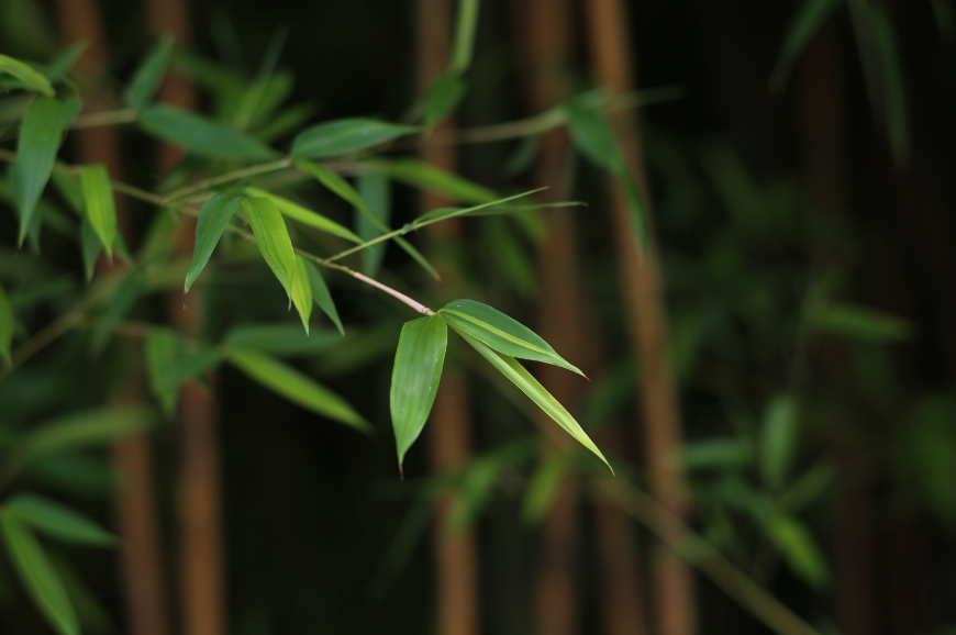 最是虚心留劲节，十五首咏竹的诗词，竹林清风，沁人心脾