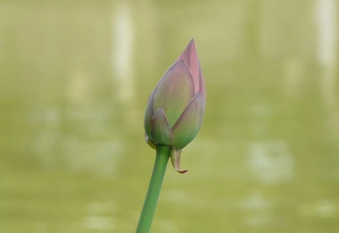 关于生日的5首小诗词 祝愿大家不忘父母恩