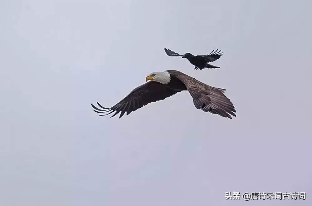 震撼！古人的理想抱负尽付诗词中，霸气十足！