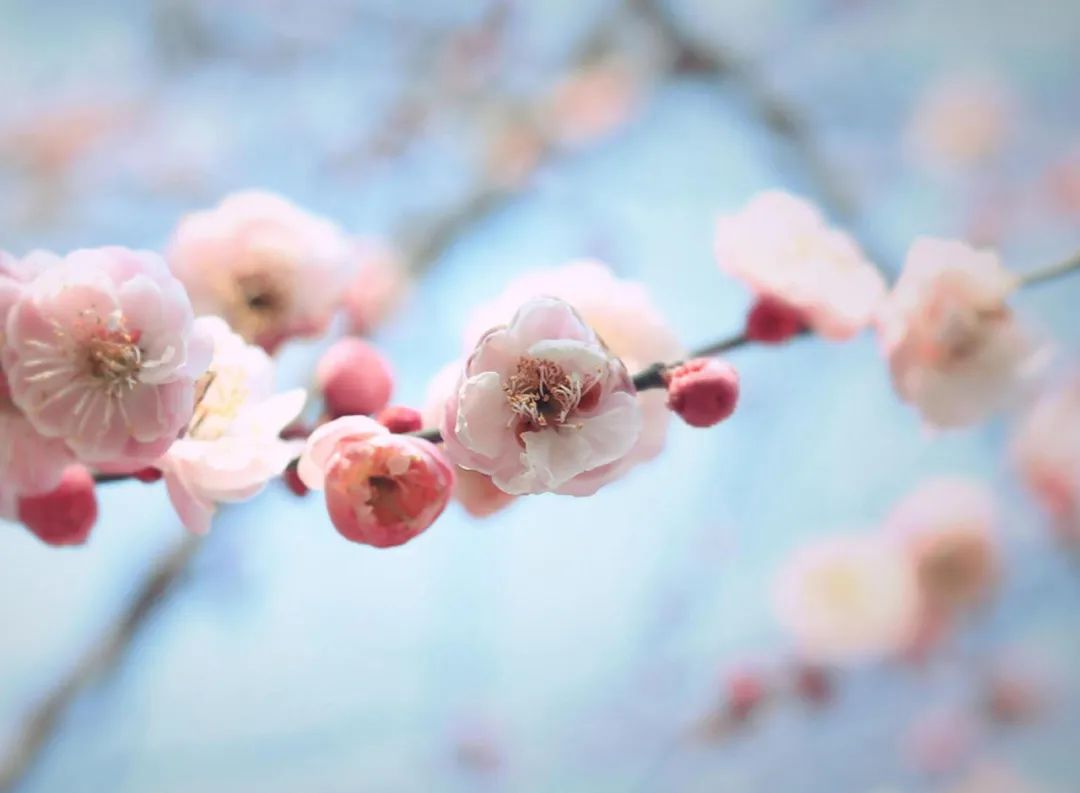 ​梅花香自苦寒来，十首观梅的诗词，一起欣赏美丽的梅花吧