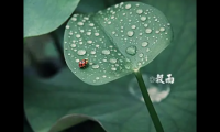 关于2022谷雨节气发朋友圈的说说(谷雨发朋友圈的祝福语)大全