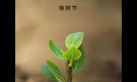 关于2022植树节正能量语录(植树节发朋友圈的正能量说说)大全