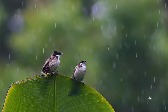 形容雨聲的唯美句子(雨的描寫唯美句子)-互匯語錄網