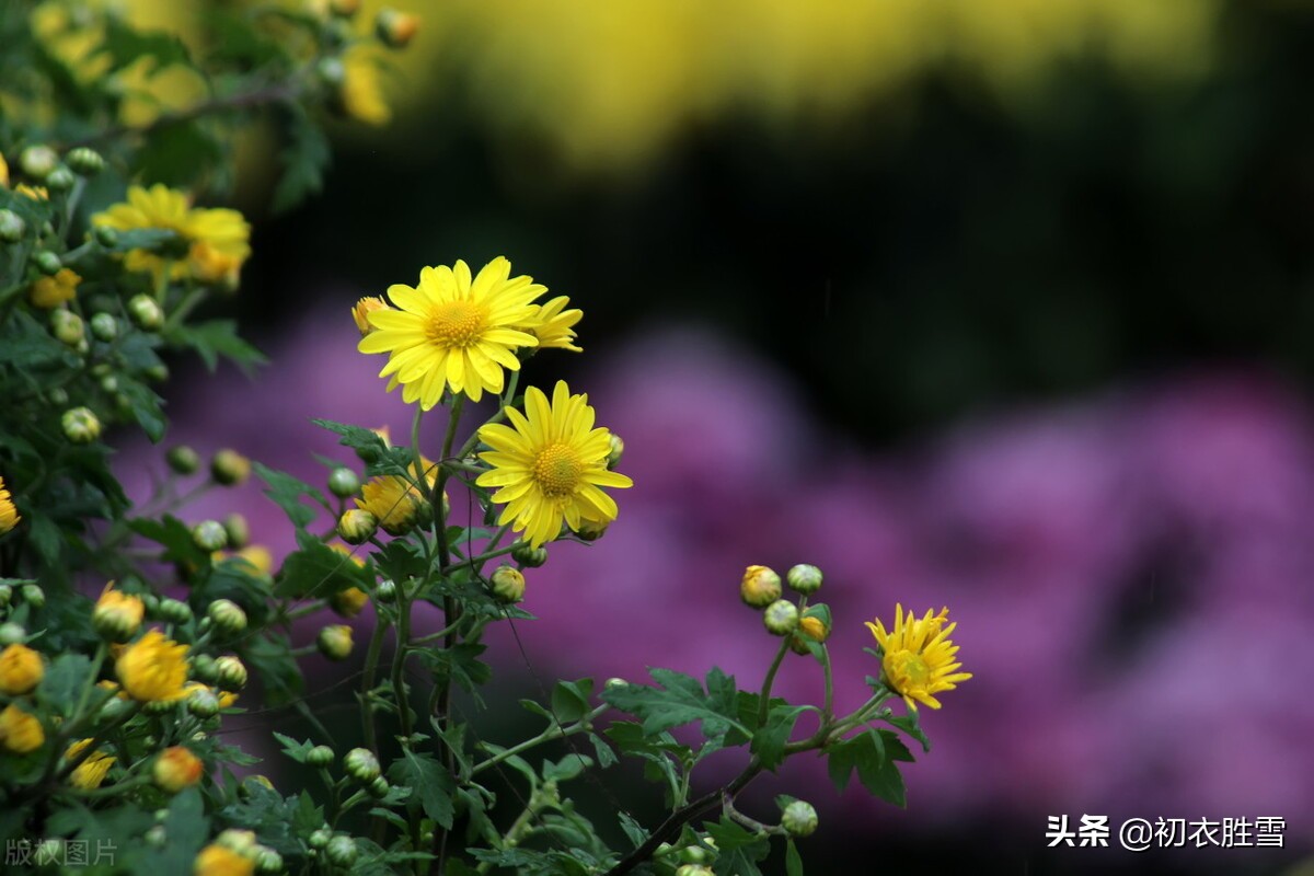 古诗词中秋对重阳五首，时间酿酒，思念更深，情谊更长