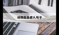 关于动物出击动人句子(动物出击不雅后感500字做文)大全