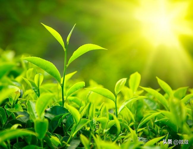 那些你不知道的关于茶的古诗