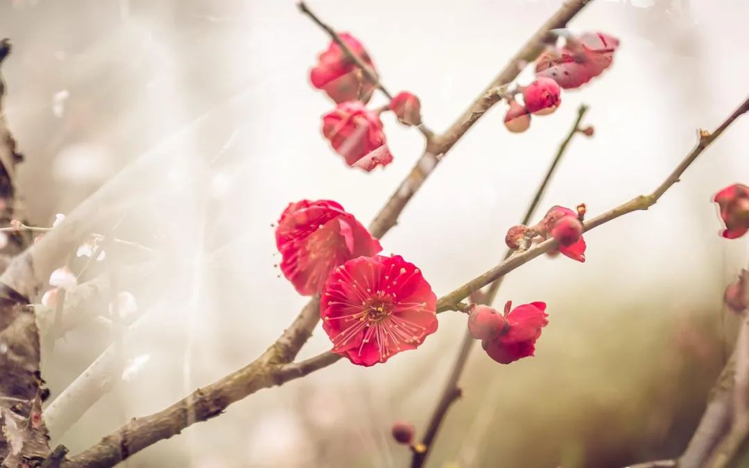 ​梅花香自苦寒来，十首观梅的诗词，一起欣赏美丽的梅花吧