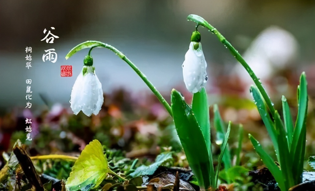 谷雨：雨落星河生百谷，柔风细雨欲辞春