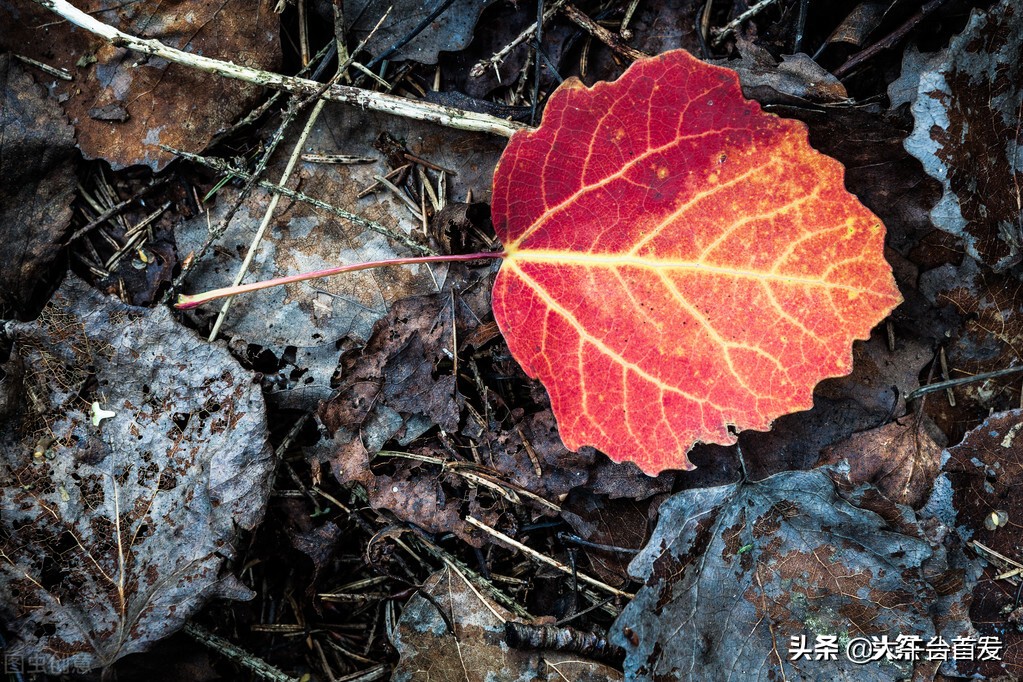 秋雨（散文）