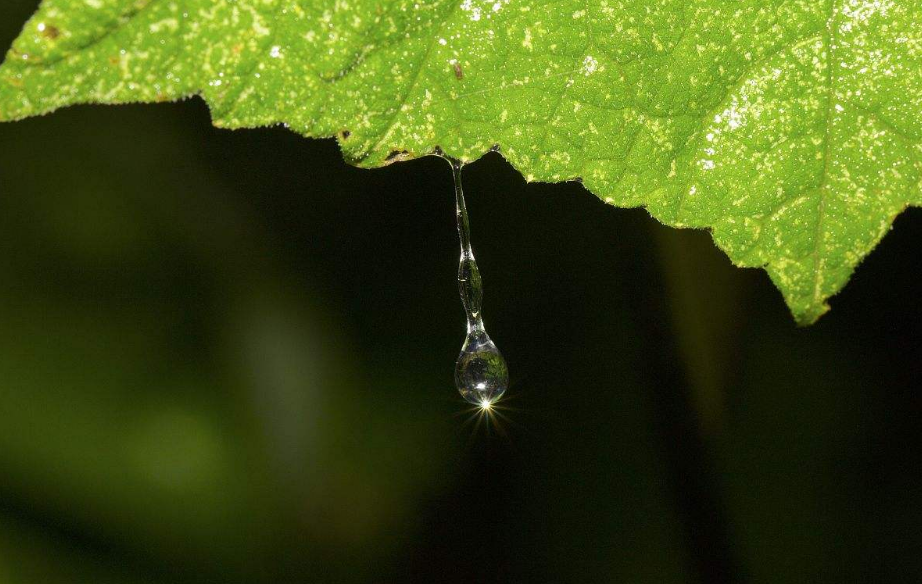 10句写雨的唯美诗词：平湖漠漠雨霏霏，压水人家燕子飞