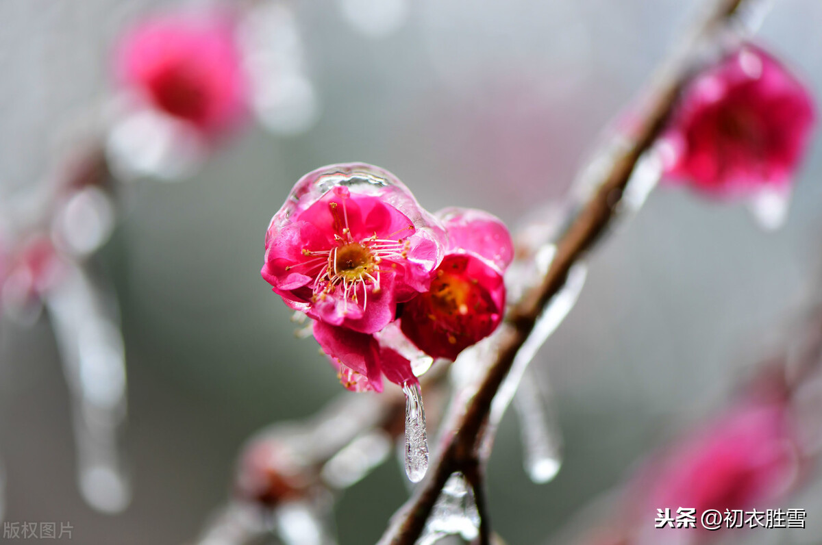 风雪梅花深情美句，十日恶风三尺雪，梅花谁与问平安？