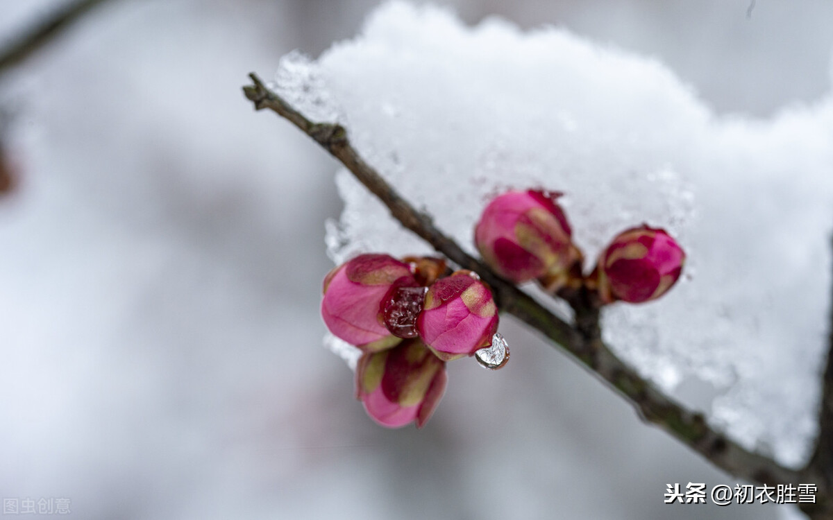 风雪梅花深情美句，十日恶风三尺雪，梅花谁与问平安？