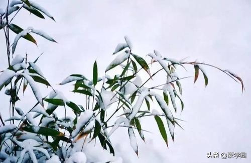 雪落古今诗词中，18首描写雪景的优美古诗词，让冬天美起来