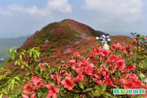 形容杜鹃花盛开的美句 赞美百里杜鹃的句子