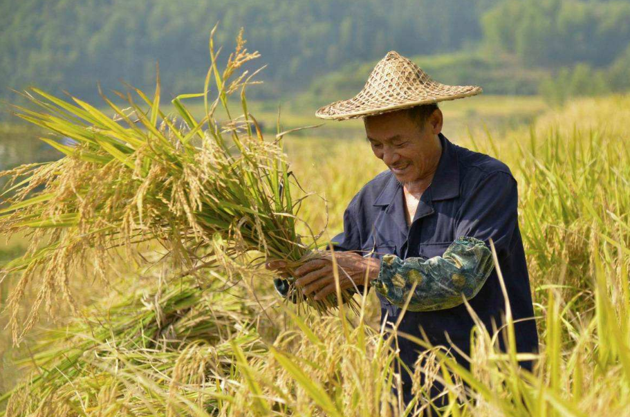 「诗词鉴赏」稻花香里说丰年，丰收节后说丰收