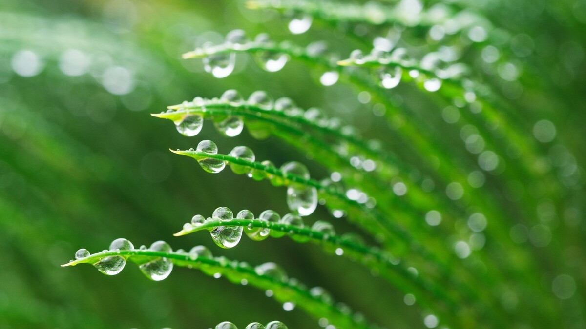 雨水节气，送你三首春雨的古诗，带你邂逅时光里的春天