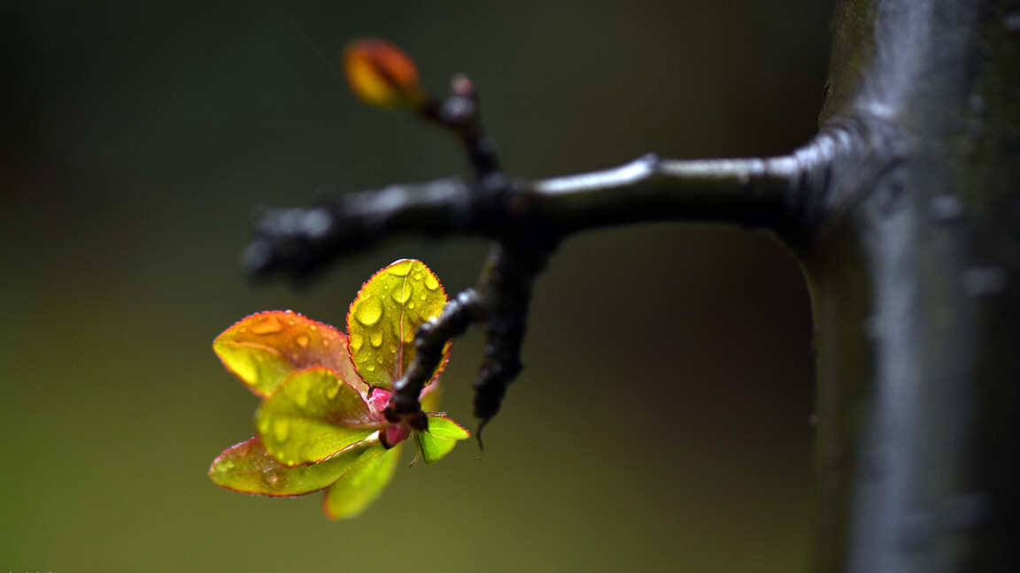 雨水节气，送你三首春雨的古诗，带你邂逅时光里的春天