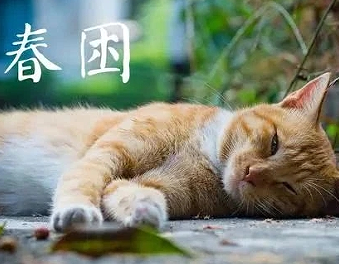 21.春天吹的風讓人真的很容易犯困啊,一直都在眯眼,好想睡覺啊.