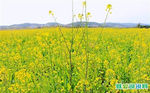 赞美油菜花的抒情句子