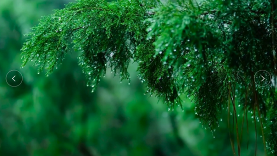 给心情放个假，到雨中漫步吧