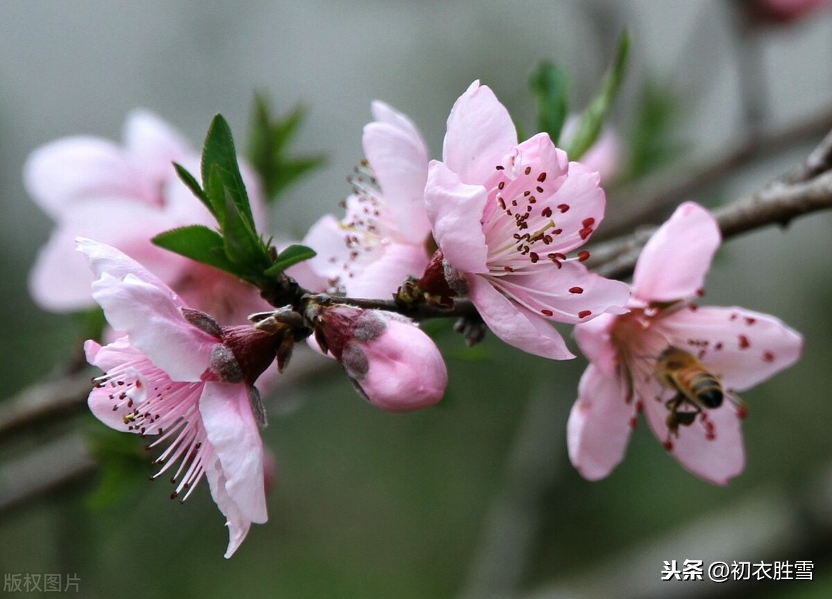 新年新春祝福诗词五首，人心新岁月，春意旧乾坤