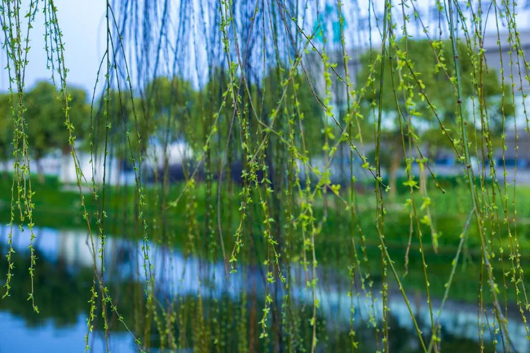 春到枝枝是绿丝，十二首咏柳的诗词，感受春天的勃勃生机