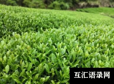 好听霸气的茶叶的公司名字大全