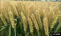 ​前十名小麦种子（2022年高产小麦品种排行榜）