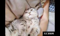 ​十大适合家养的猫（什么小猫适合新手家里养又不贵）