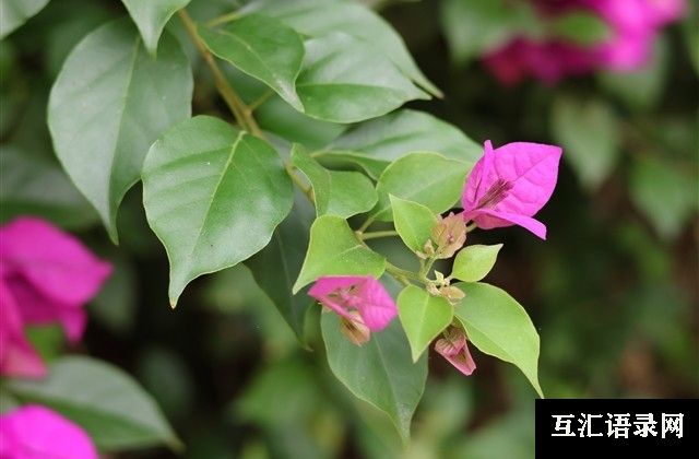 植树节口号标语