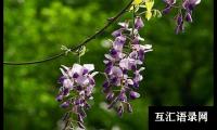 紫藤花450字作文（精选40篇）