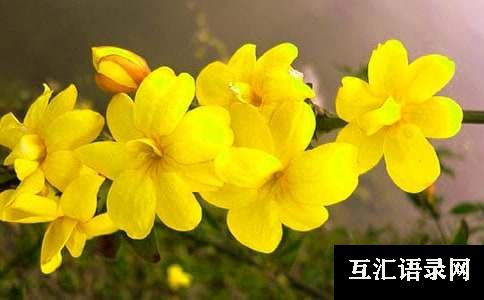 迎春花周记